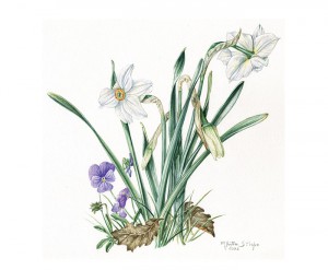 narcissus_web