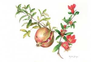 punica_granatum_web1