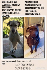 sora_cani