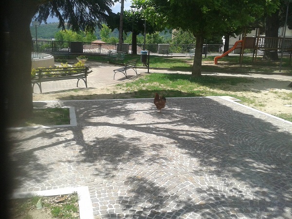 gallina 3