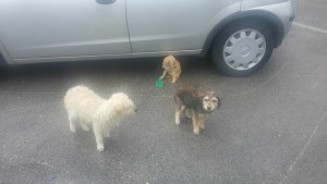cani piglio 1