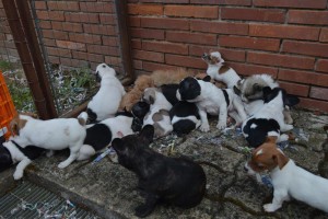 cani_cassino_01