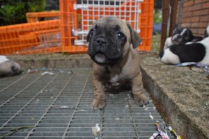 cani_cassino_03
