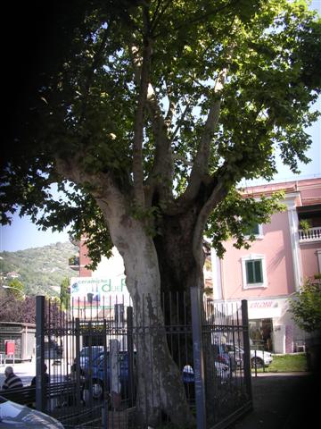 Platano Cassino 003 (Small)