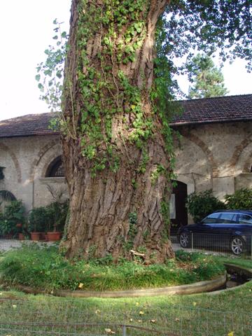 pioppo Atinacirconferenza m.5,80 (Small)