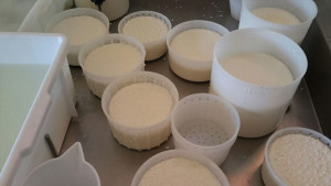 ricotta