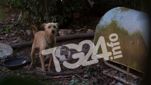 cani2