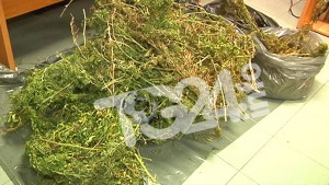 MARIJUANA-Paliano Tg24