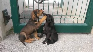 cani