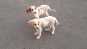 cani2