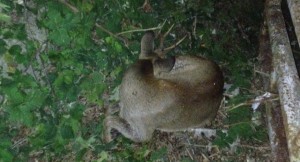 capriolo sora