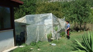 cassino_cannabis_cc_2