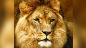 cecil
