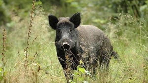 cinghiale
