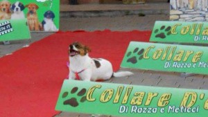 collare_d_oro