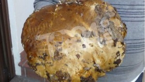 fungo_porcino