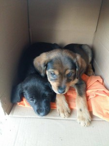 sora cani 2