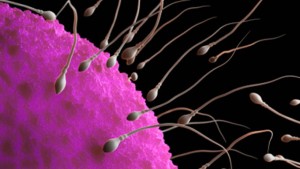 spermatozoi