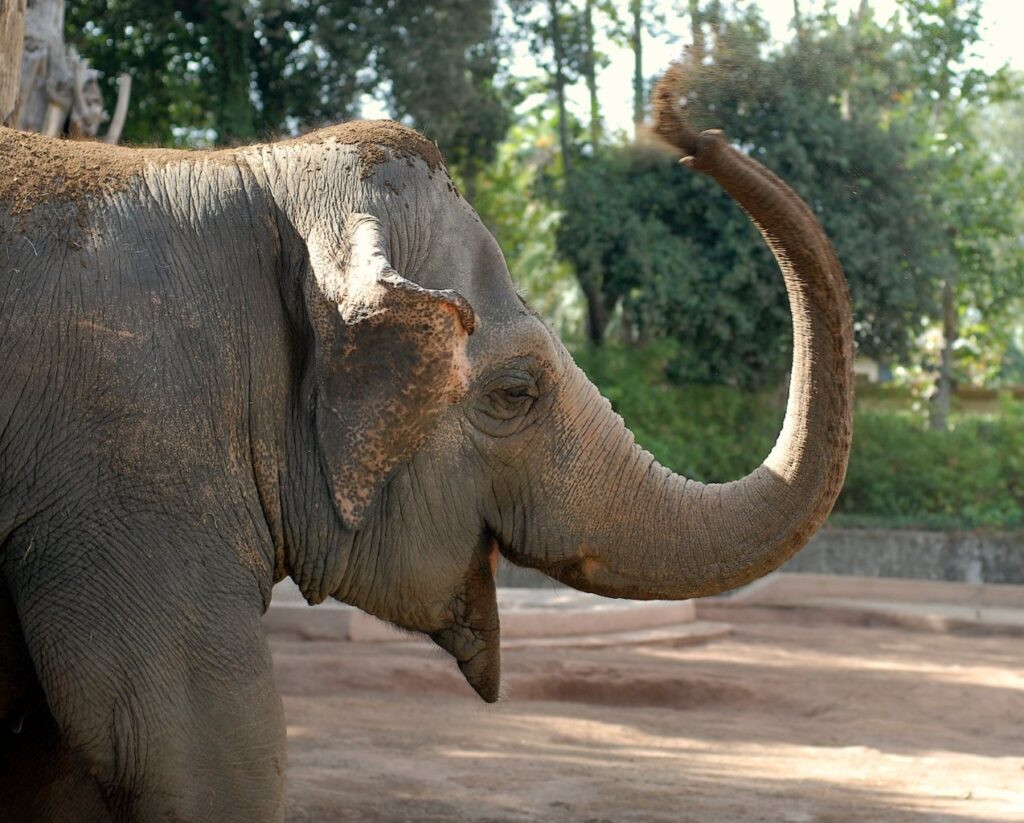ELEFANTE ASIATICO - TG24.info