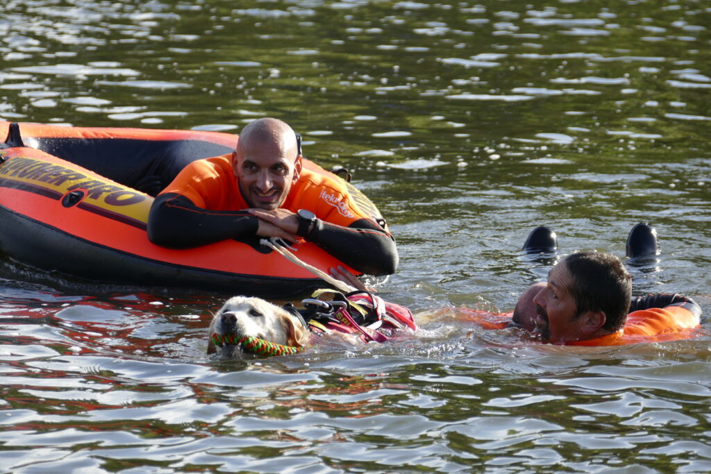 CANI DA SALVATAGGIO 2 - TG24.info